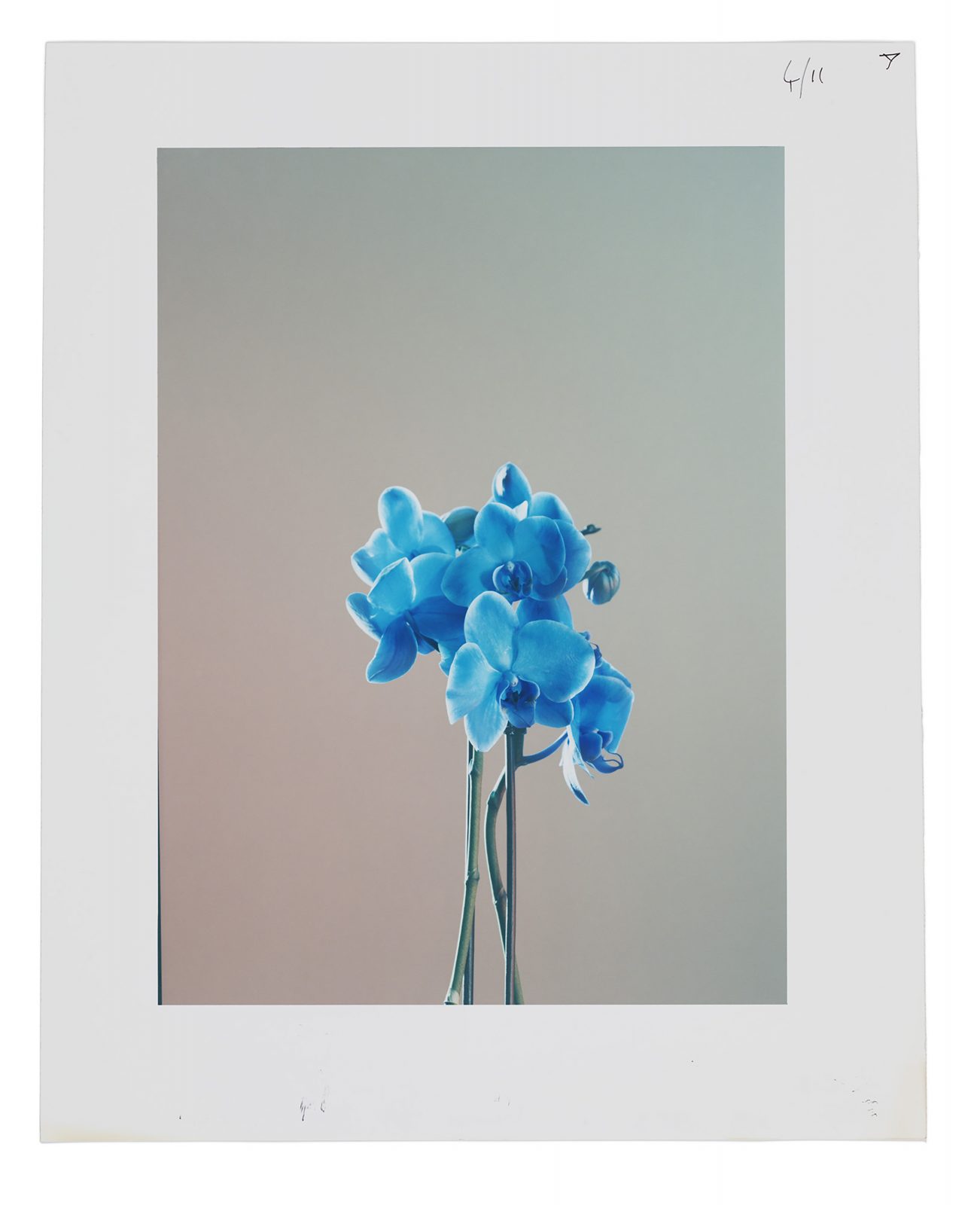 Studio Botanical