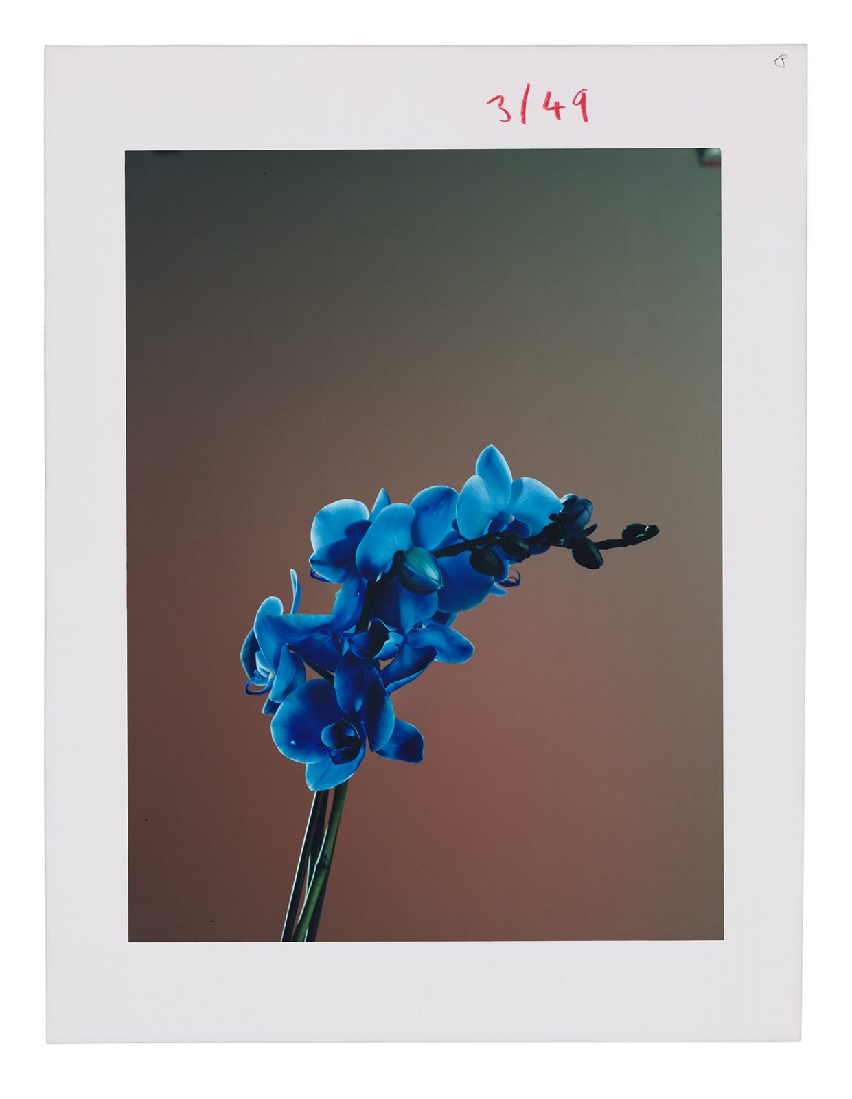 Studio Botanical