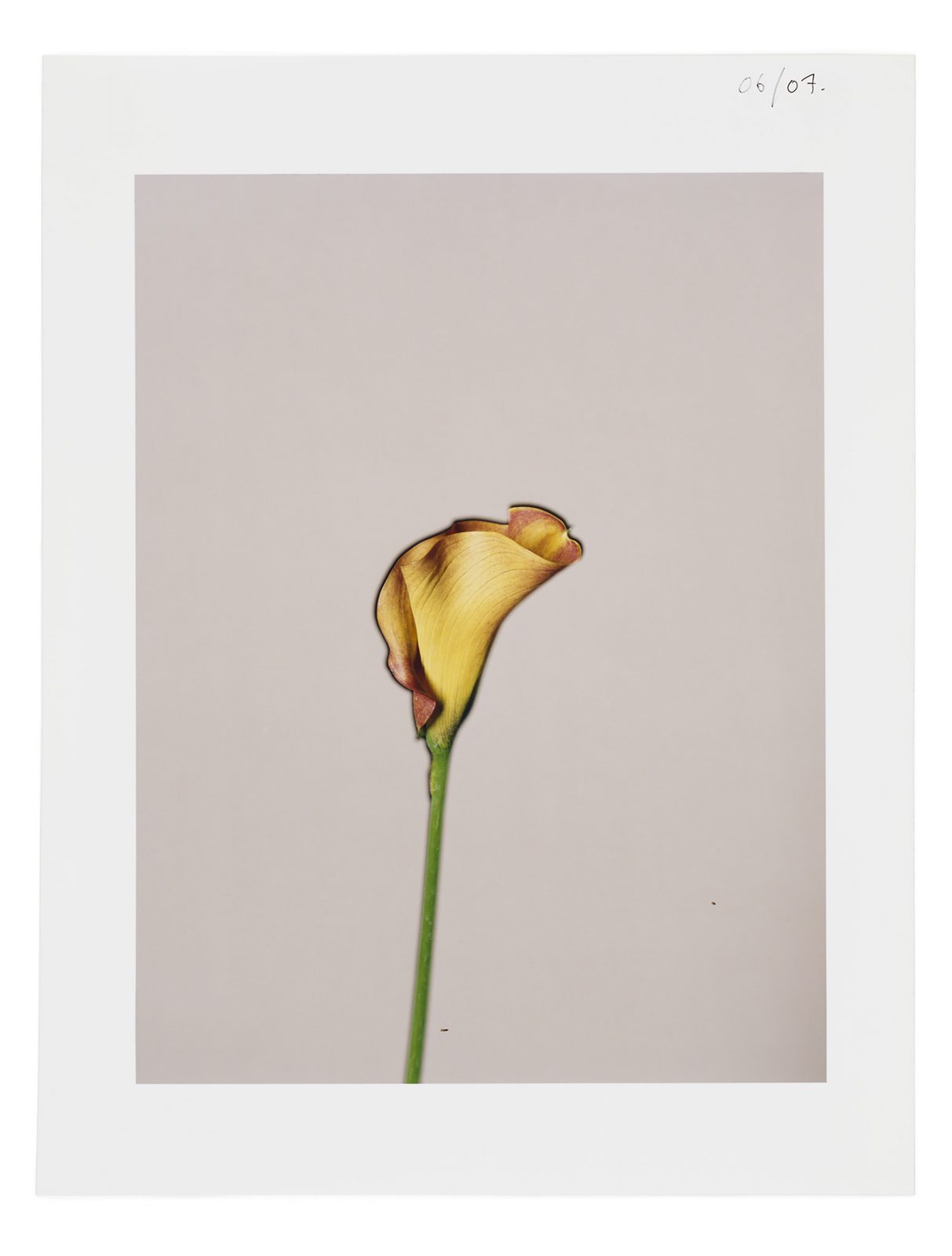 Studio Botanical