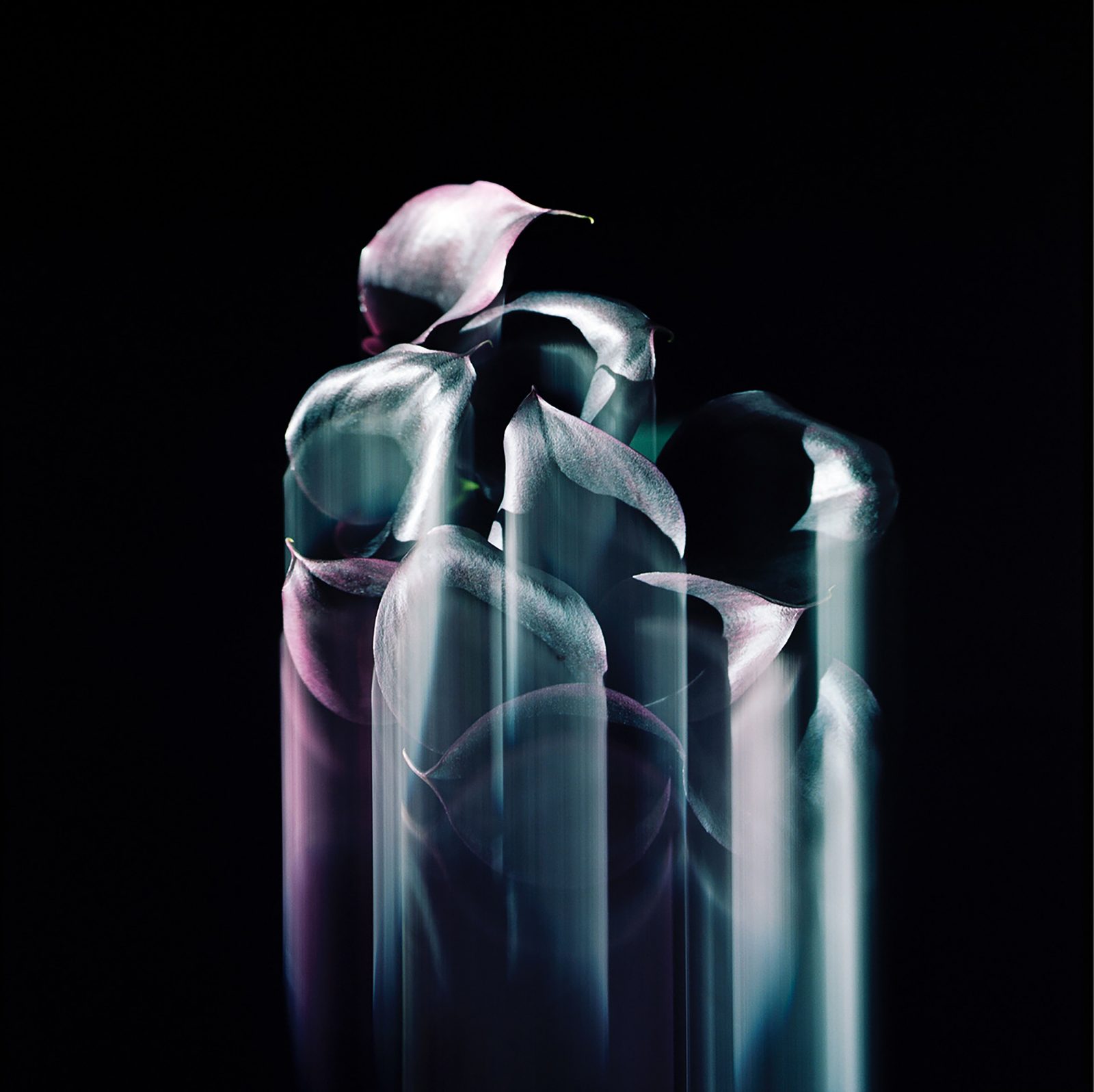 Studio Botanical