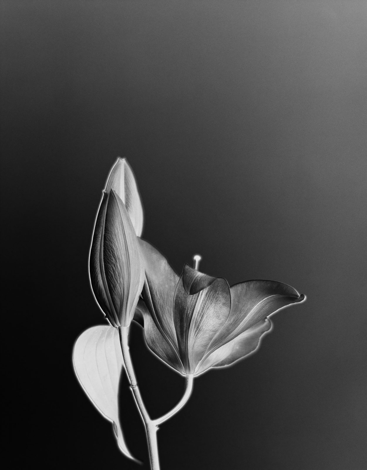 Studio Botanical