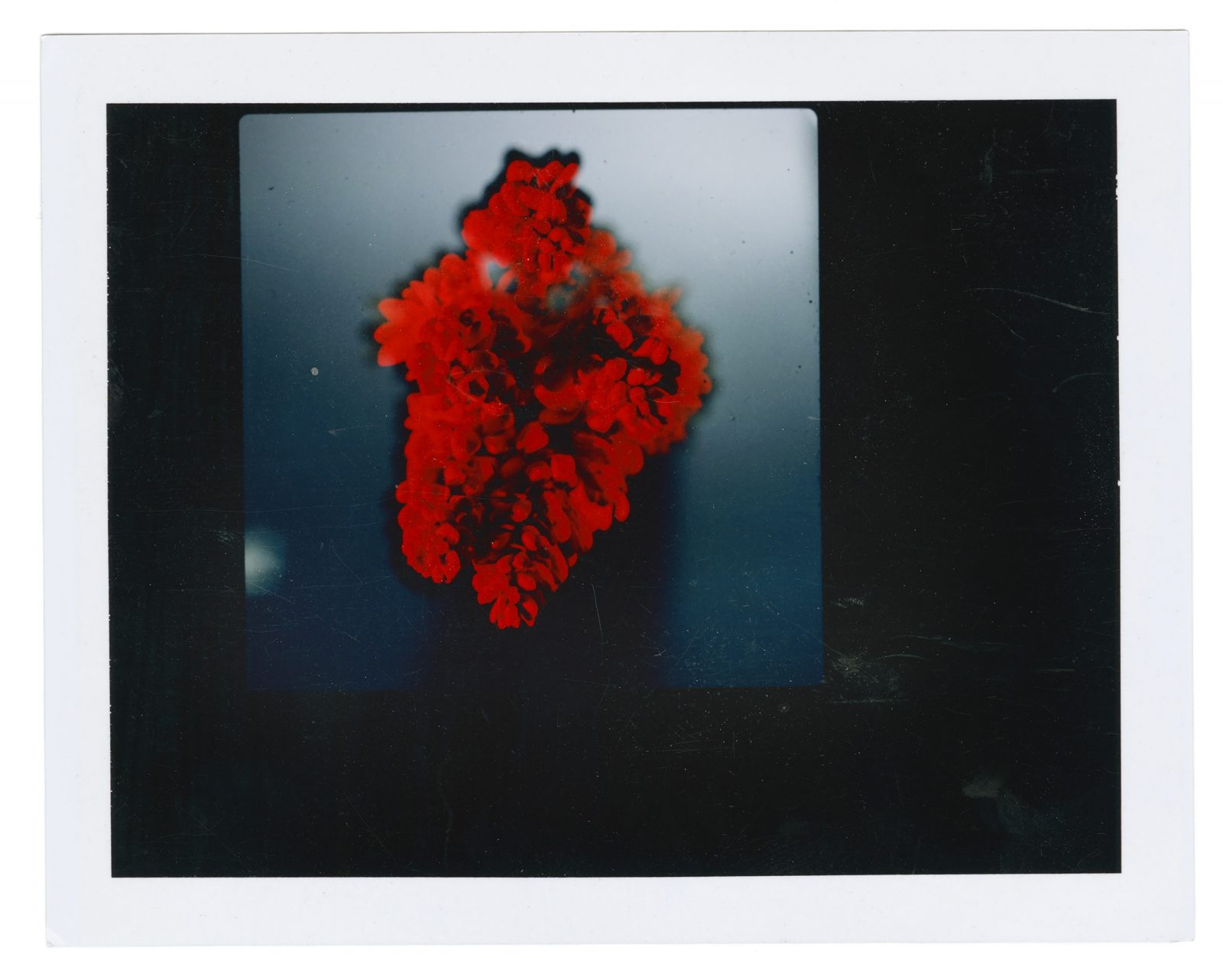 Studio Botanical