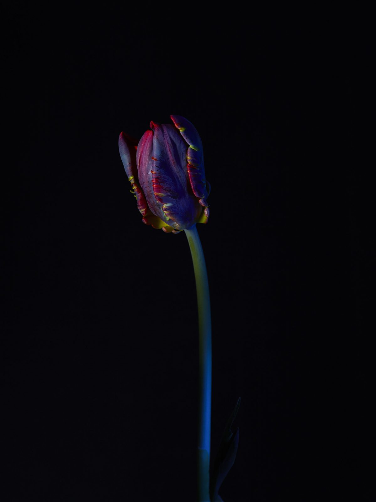 Studio Botanical