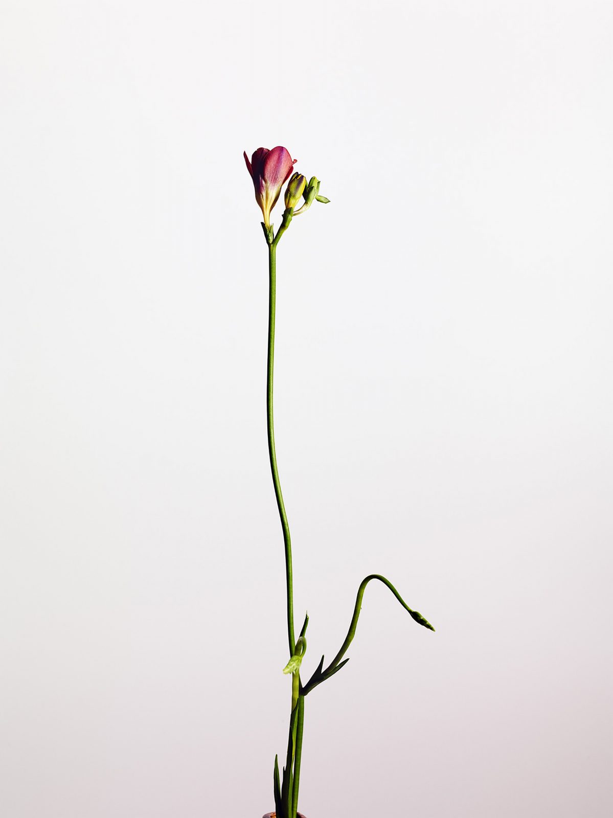 Studio Botanical