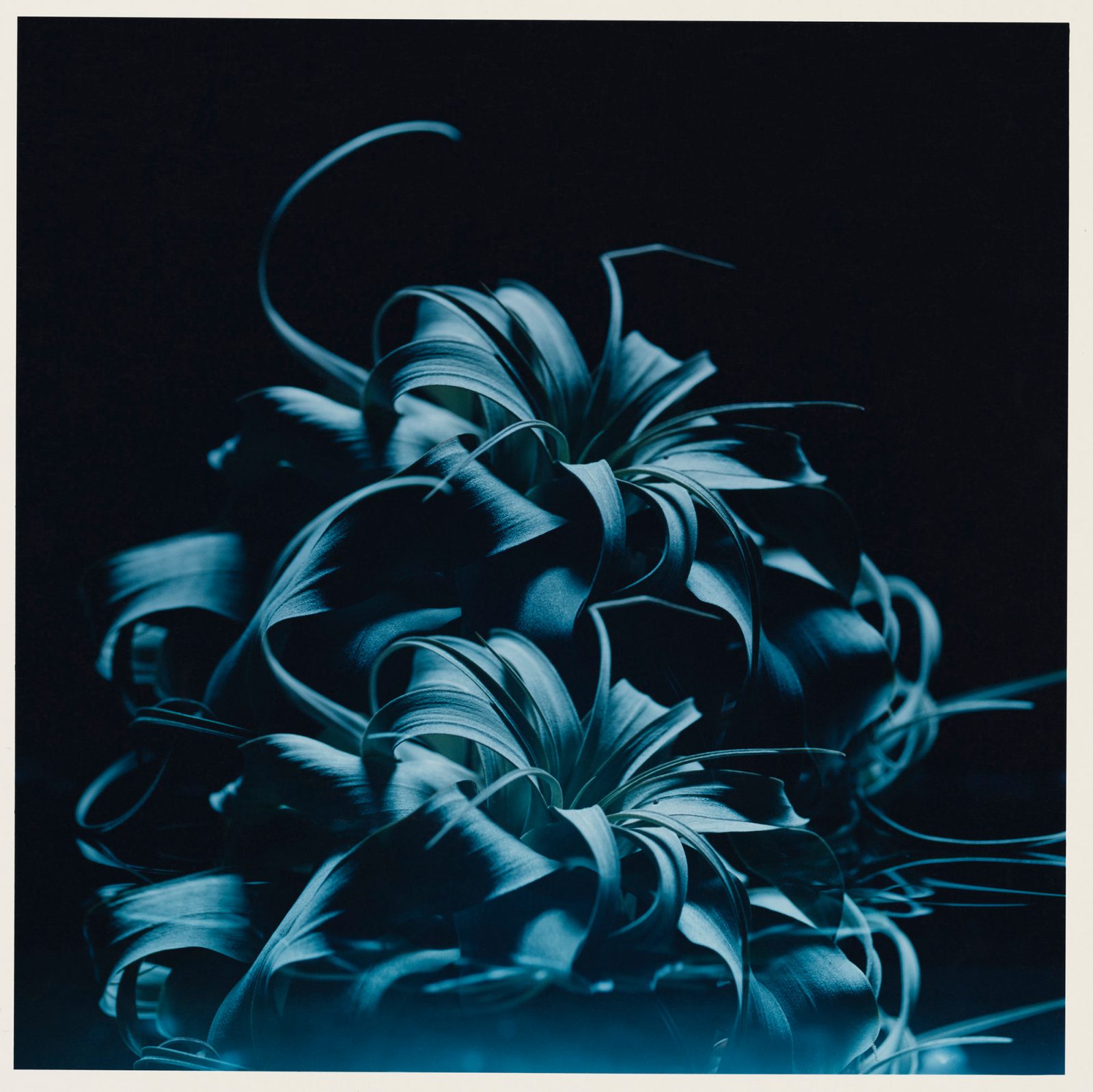 Studio Botanical