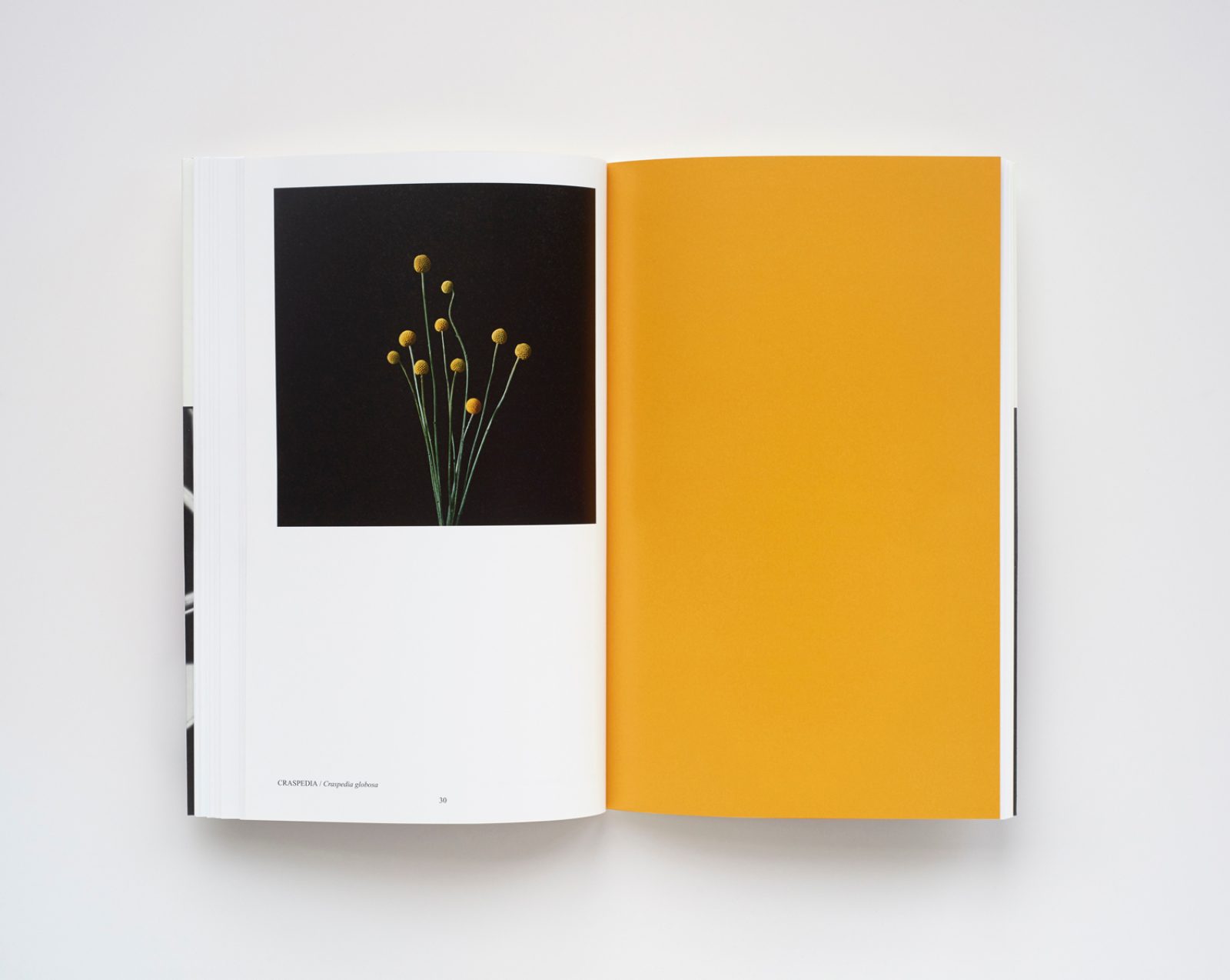 Studio Botanical