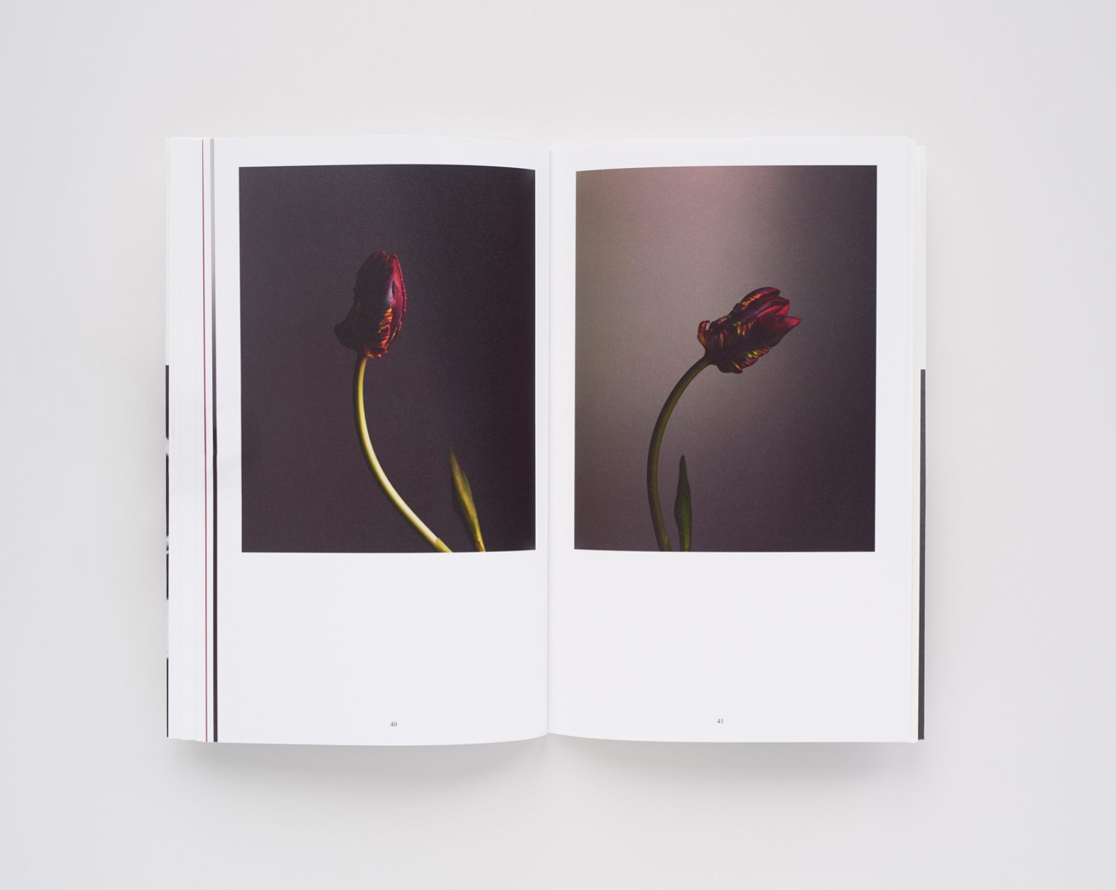Studio Botanical