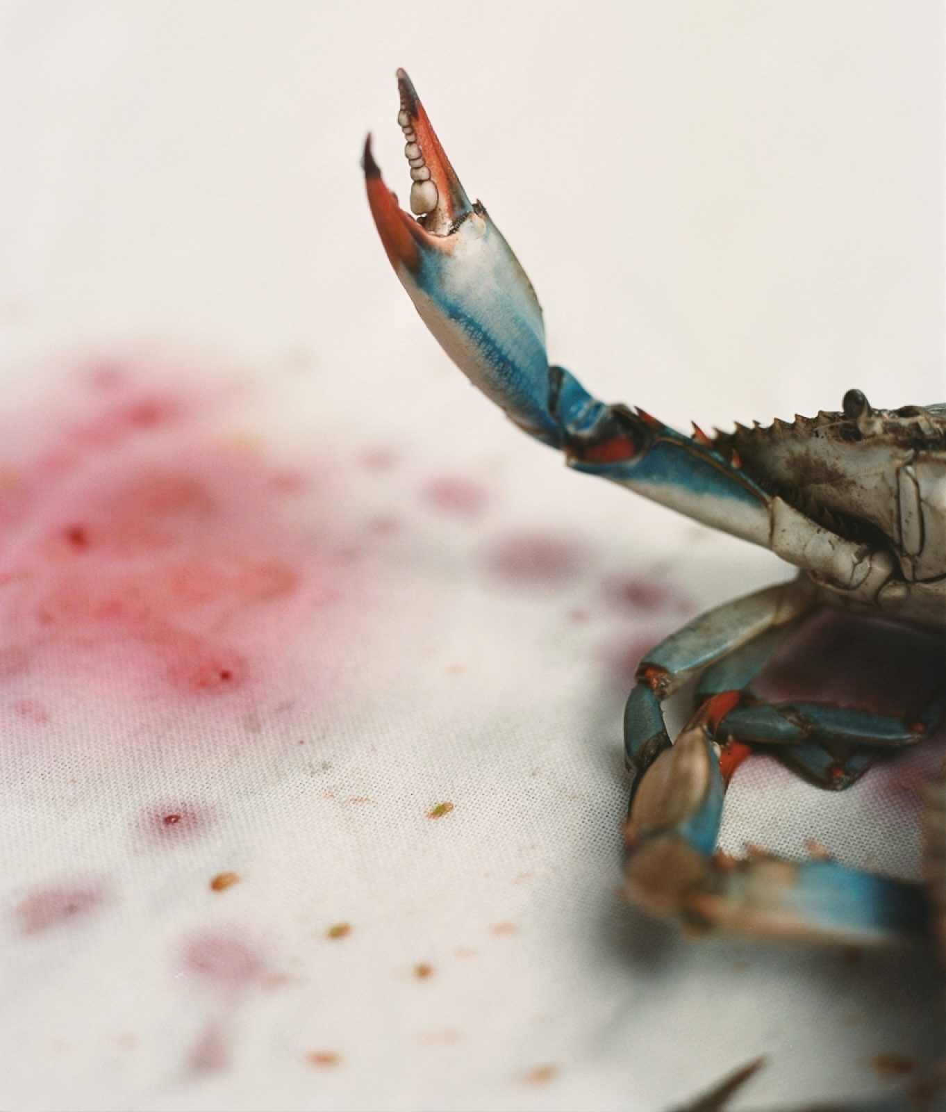 WSJ, Photography by Dario Catellani