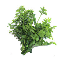 Fresh Curry Leaf Bunch