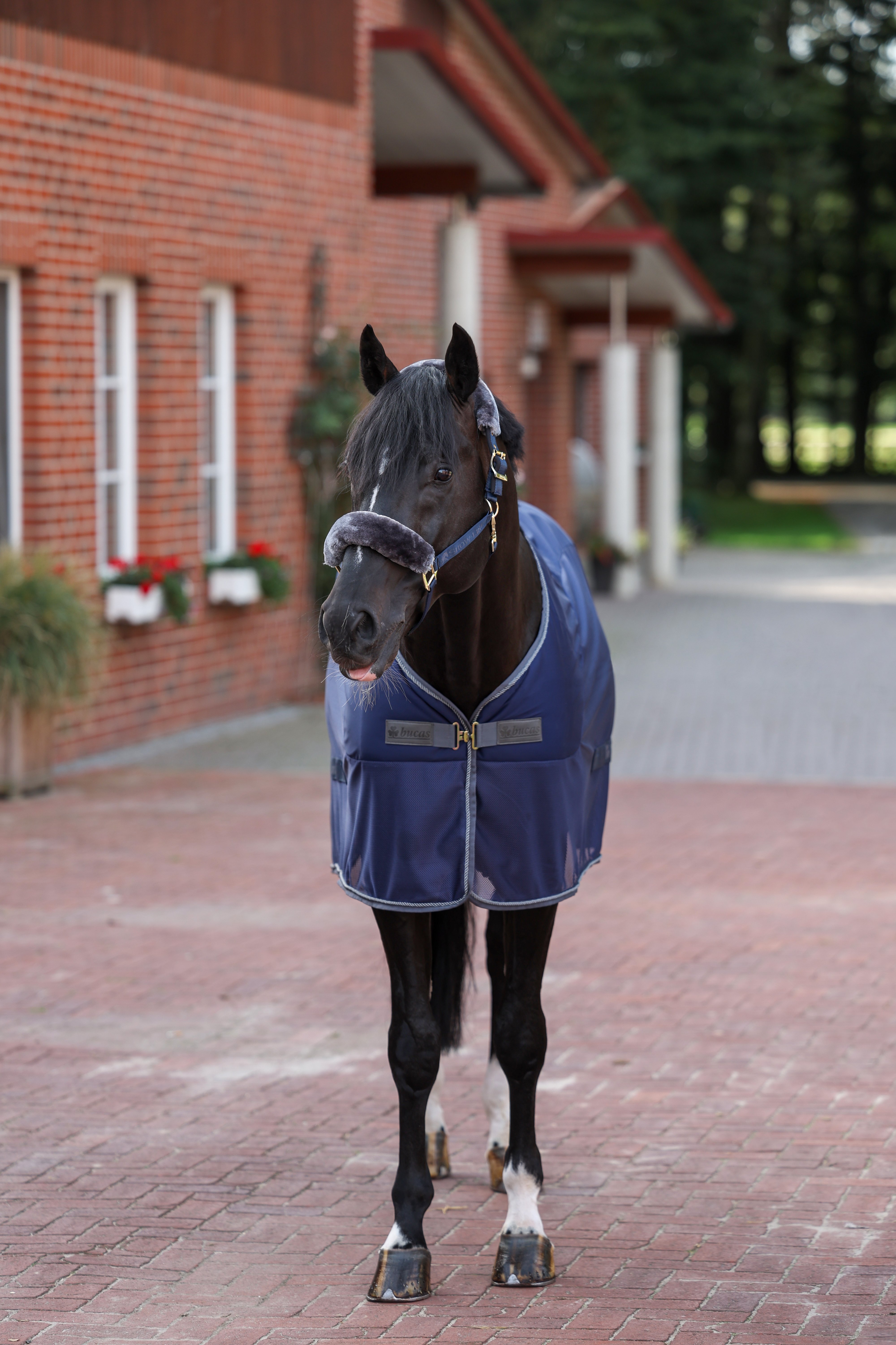 Show-Line Competition Cooler 135