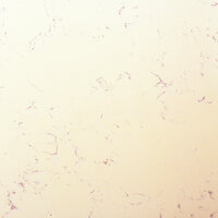 Maxtop Alba Upstand 3000 x 100 x 20mm