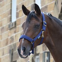 Comfort Halter Pony Black/Black