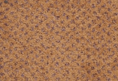 SPECTRUM DOT 438200 4M