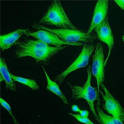 Fluorescent Mounting Media