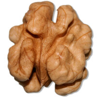 a single whole walnut veins