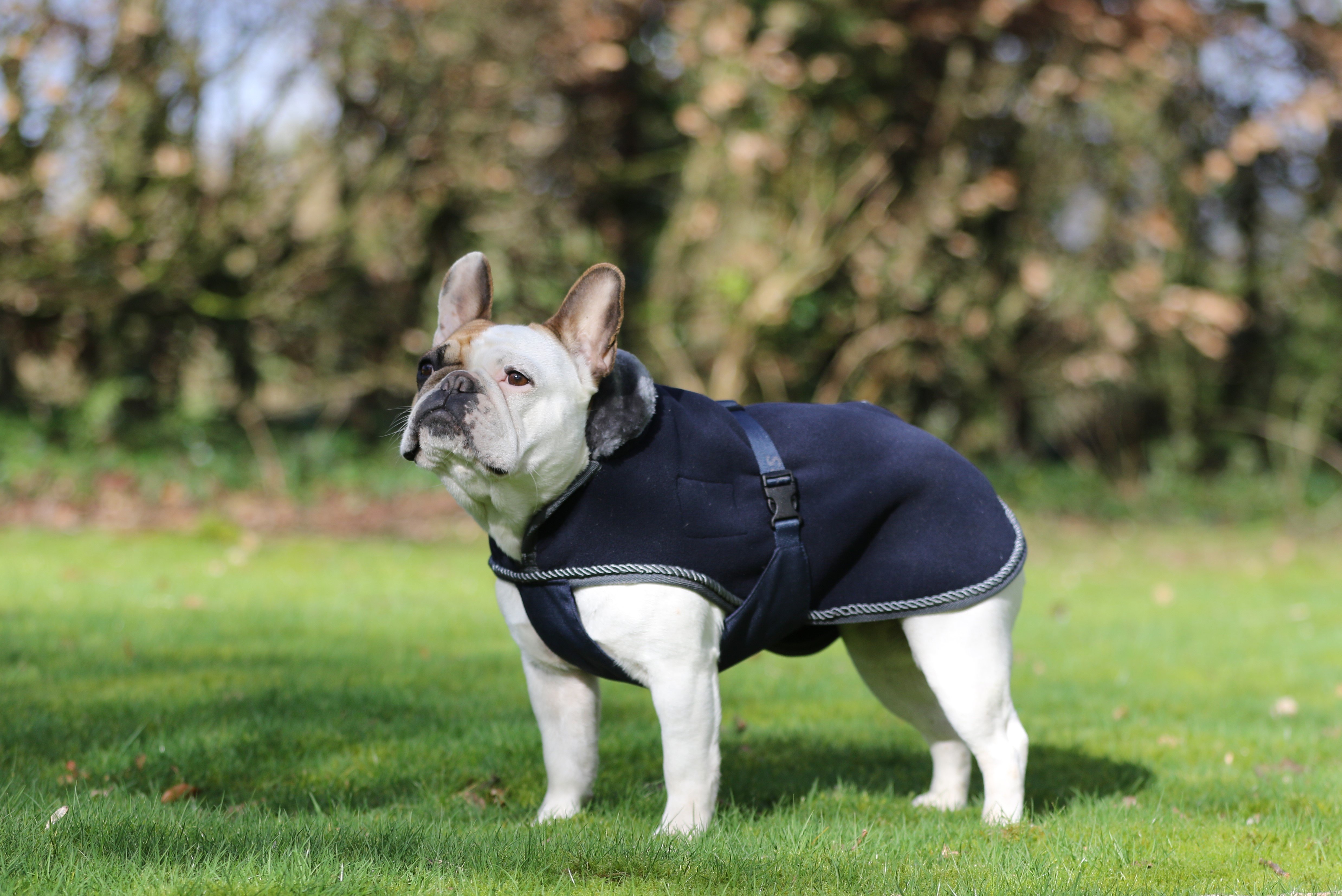 Show-Line Dog Rug 40cm Navy/Grey