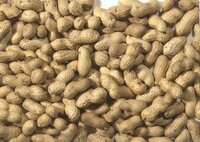 Monkey Nuts in Shells 10kg [Zero VAT]
