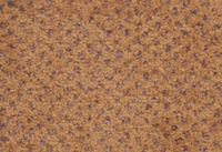 SPECTRUM DOT 438200 4M