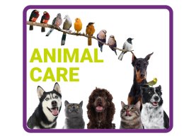 Animal Care