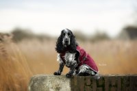 Show-Line Dog Rug 65cm Burg/Grey