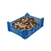 Flat Breakfast Mushrooms -(2.27kg)