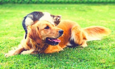 Our new cat and dog FAQs