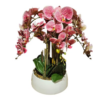  Potted Orchid - Pink Blossom 1