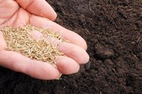 Lawn Grass Seed No. 2 Mixture 5kg