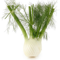 Fresh Fennel Single