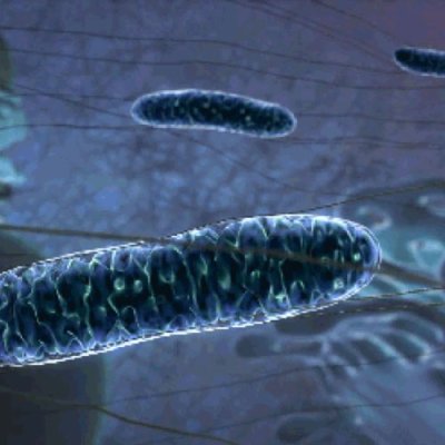 TANBead Gram Bacteria DNA, Auto Plate, RUO, 61G series, M61GA46, 96 Tests; MOQ of 4