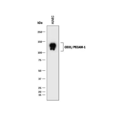 Antibody, Human CD31/PECAM-1 Antibody, Clone 9G11, 100 &micro;g