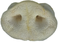 K9 Chew Co. Puffed Pig Snouts x 50