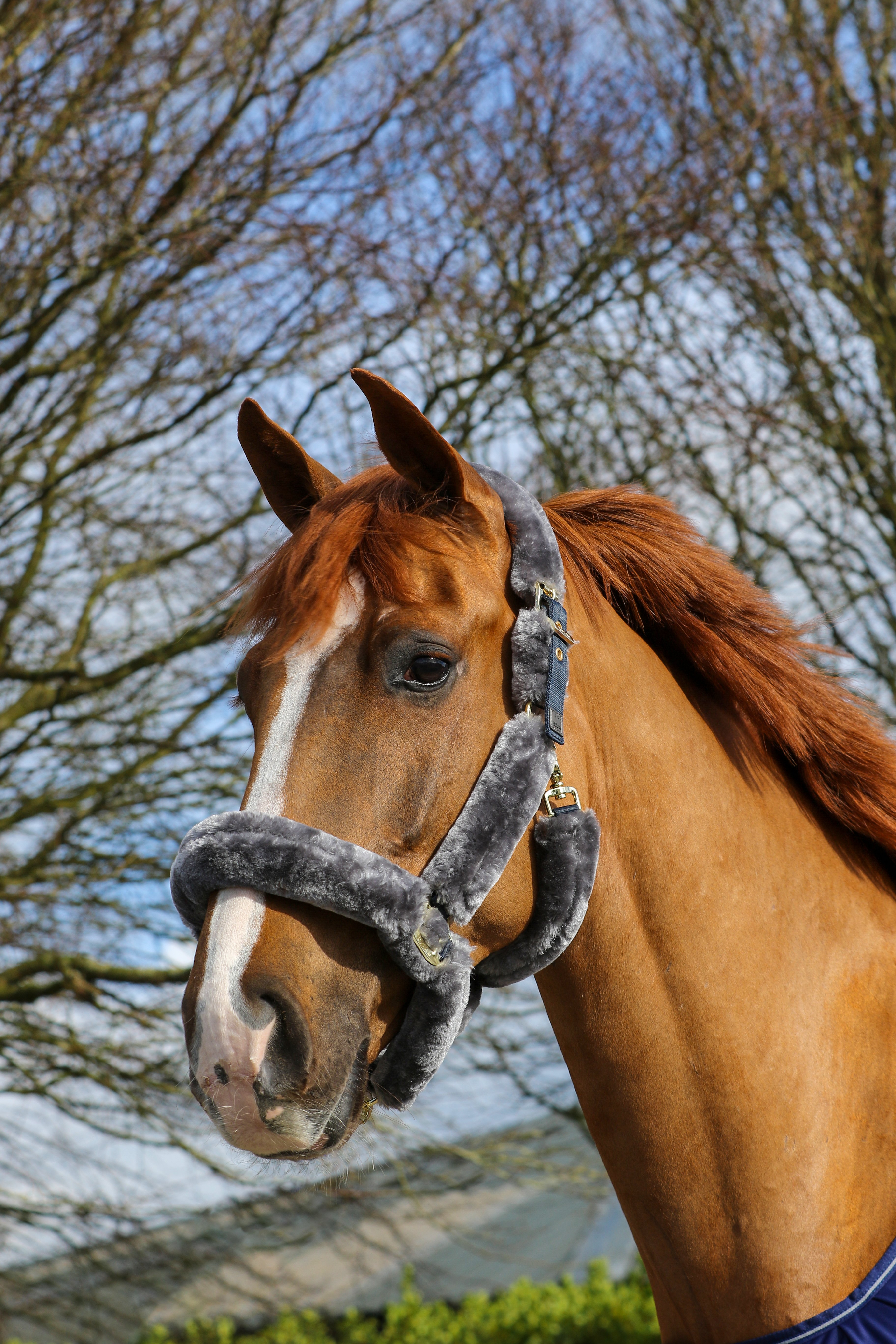 Show-Line Full Fur Halter Pony N