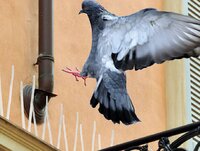 SwissInno Anti Bird / Pigeon Spikes 3 Metre