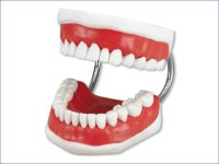 Hager Werken Teeth Study Model Study Model - DMI Dental Consumables Ireland - Next Day Delivery