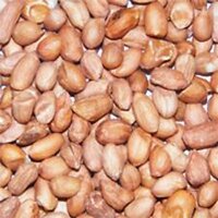 Wild Bird Peanuts 25kg [Zero VAT]