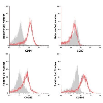 Differentiation Kit, CellXVivo Human M2 Macrophage Differentiation Kit, 1 Kit