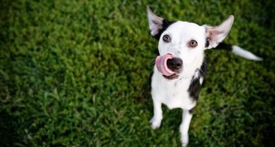 How to deal with a greedy dog