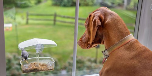 Pet & Bird Care