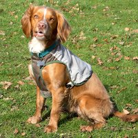 Scruffs Insect Shield Dog Vest XS x 1