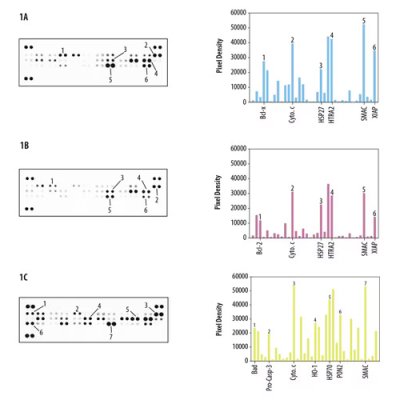 Array Kit, Proteome Profiler Human Apoptosis Array Kit, 1 Kit