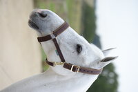 Comfort Halter F/S Black/Black