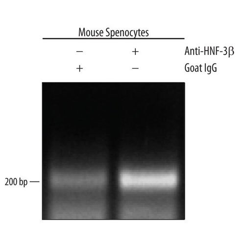 Antibody, Human HNF-3 beta/FoxA2 Antibody, 100 &micro;g