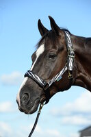 Comfort Halter Cob Black/Black