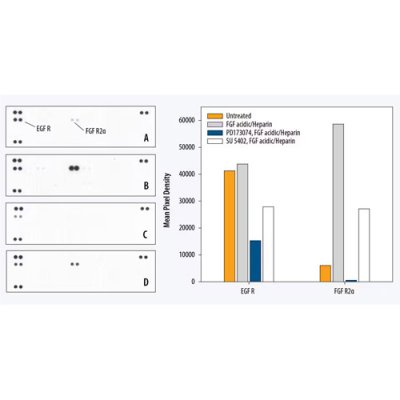 Array Kit, Proteome Profiler Human Phospho-RTK Array Kit, 1 Kit