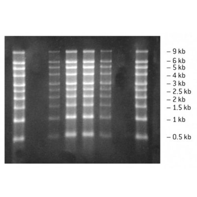 RNA Marker 0.5 Kb to 9 Kb (500ul)