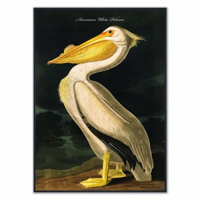 White Pelican Velvet Canvas