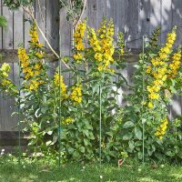 Smart-Garden-Gro-Stake-1.8m-x-16mm