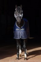 Show-Line Competition Cooler 165