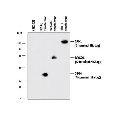 Antibody, His Tag Antibody, Clone AD1.1.10, 500 &micro;g